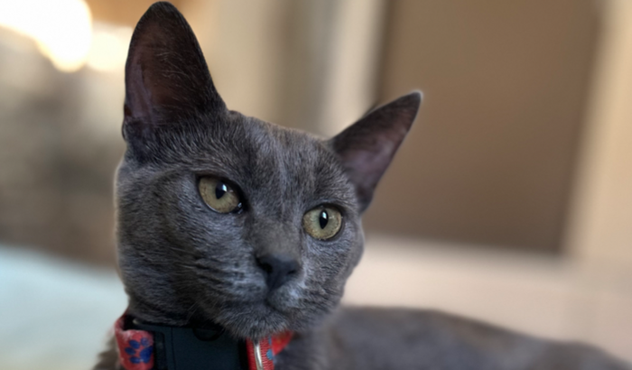 Ajude ao Oliver fazer sua tomografia e tratamento 