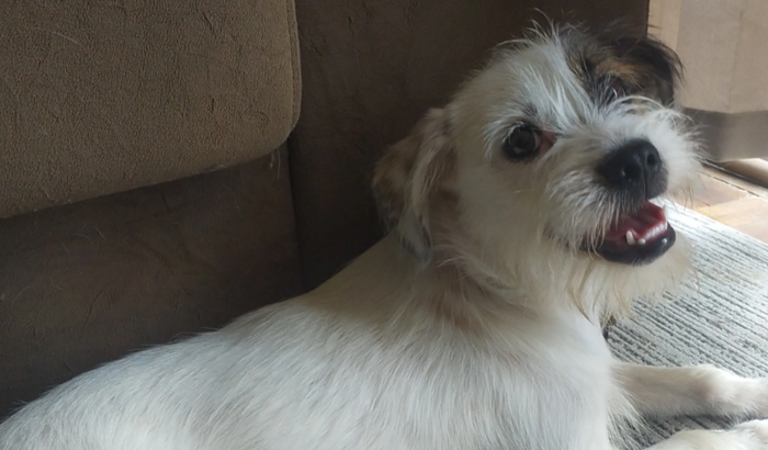 Ajuda com Cirurgia de Joelho do Zeus