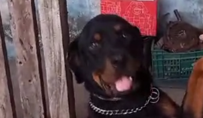 Ajuda aos anjos de 04 patas(cachorros e gatos abandonados e/ou vítimas de maus tratos)