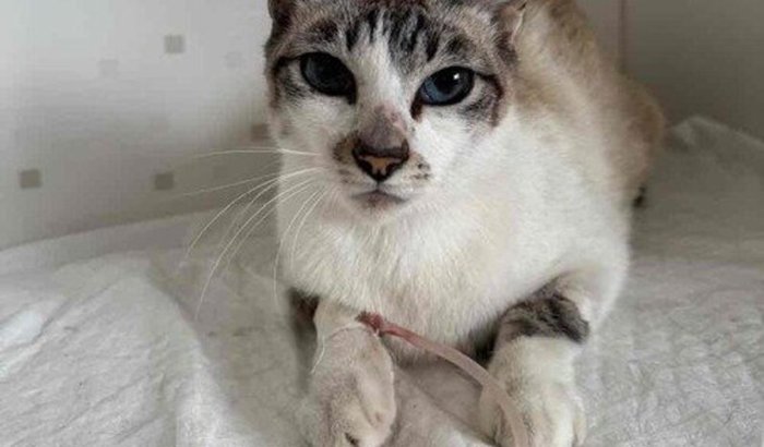 Ajude a pagar o tratamento do Romeu 