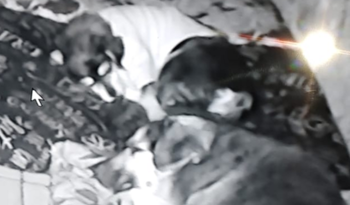 CIRURGIA DE CÃES EM SÃO VICENTE/SP