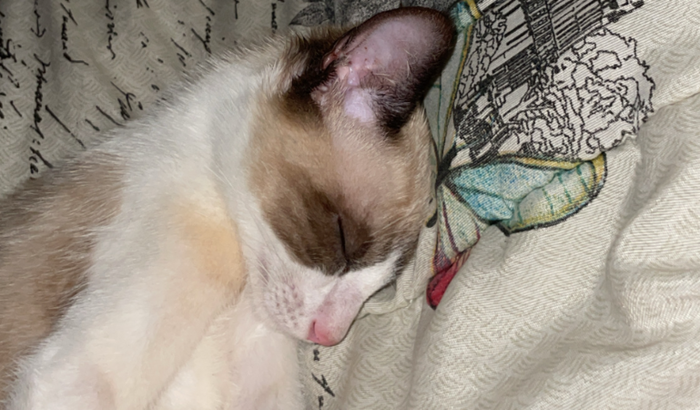 Pequenas patinhas, grande luta: ajude o Chico ❤️🩹