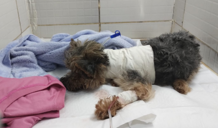 Ajuda para cachorrinho Chico