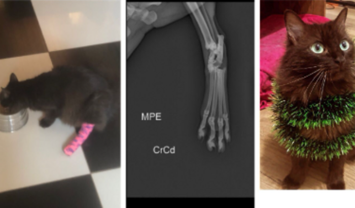 Tratamento da Gatinha Luna