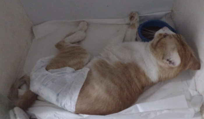 Ajude o gatinho Vitório