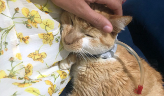 Ajuda para custos veterinários da nossa gatinha Amélia