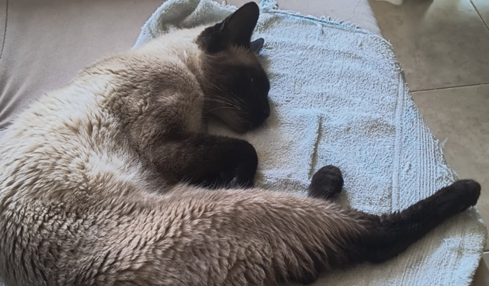 Vaquinha para o tratamento do meu gato Romeo