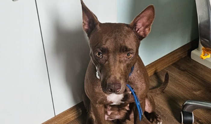 A Milka precisa da sua Ajuda para vencer a batalha contra o Câncer e a Dirofilariose!