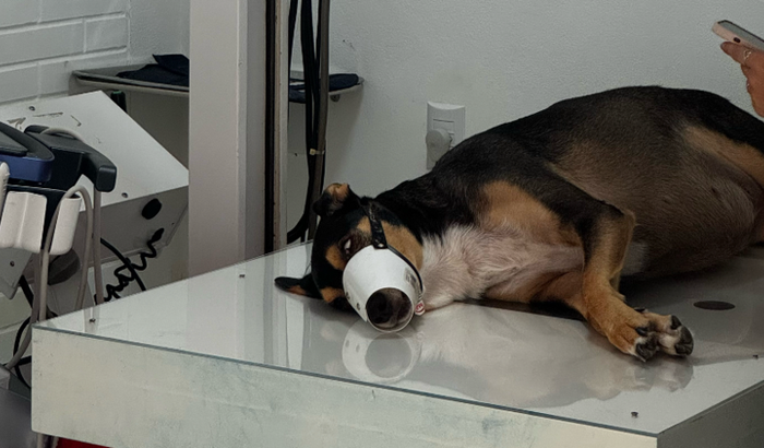 Ajuda para cirurgia da Pretinha