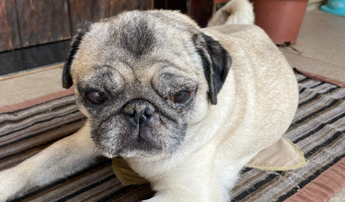 Ajude a Kirinha em seu tratamento