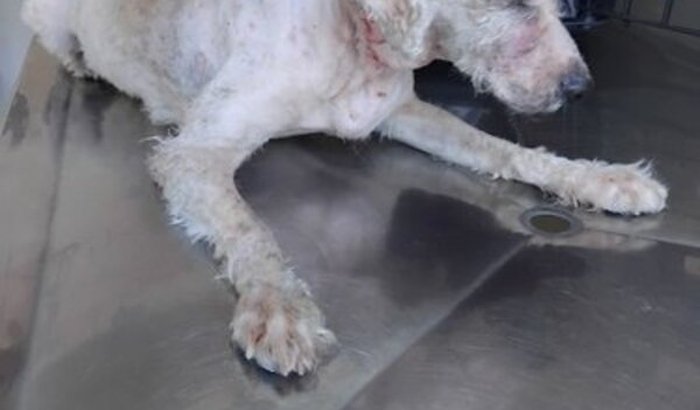 Luffy um senhor com sede pela vida🤗