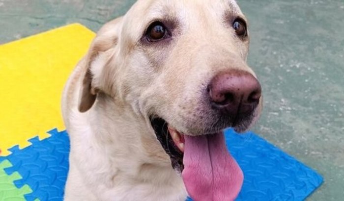 Ajude a Amora voltar a andar!