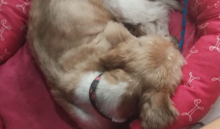 Ajuda para a trasnfusão de sangue da Dora