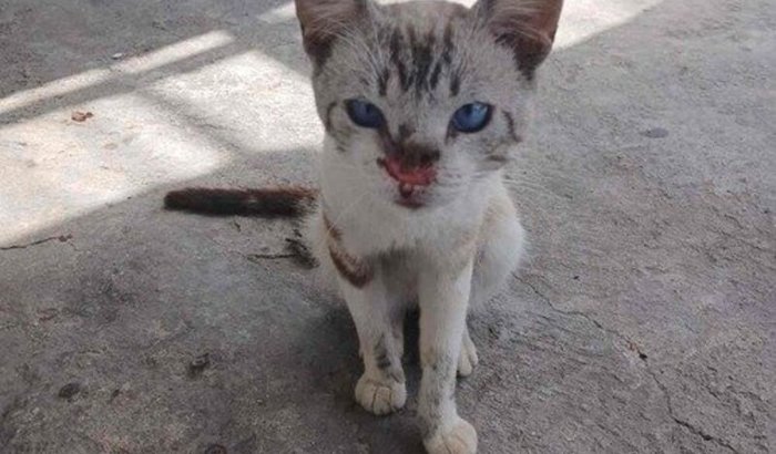 🚨 AJUDA URGENTE PARA RESGATE DE FILHOTE COM ESPORO! 🚨