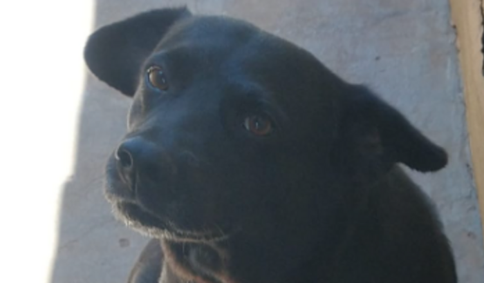 Ajude a salvar minha cachorrinha!