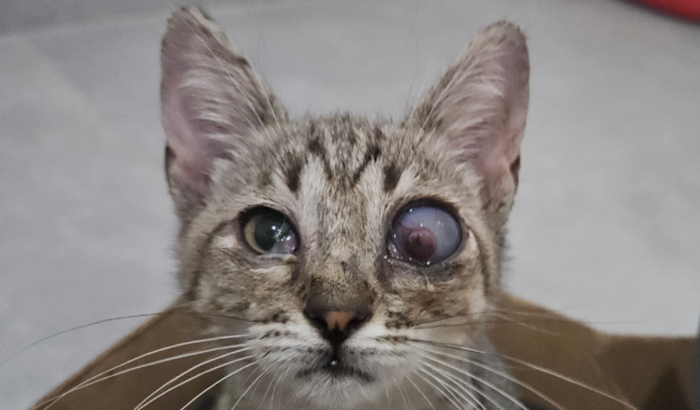 Ajuda na Cirurgia do Melo