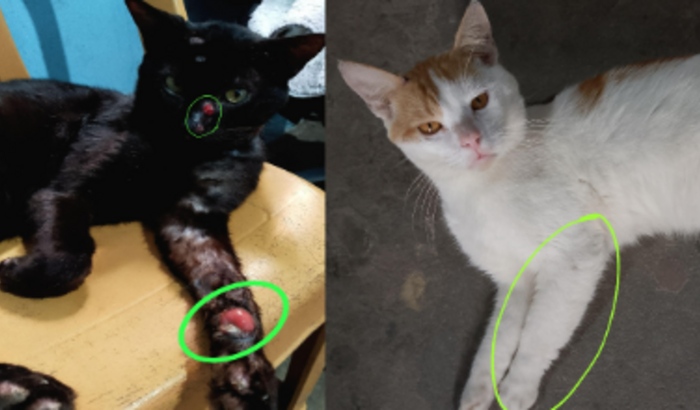 Ajudar Gatos Gangster! Remoção de tumor e tratar a pata quebrada