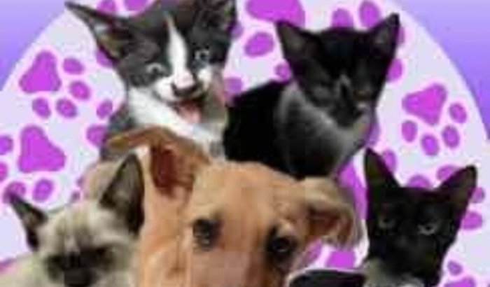 Projeto anjos de Patinhas