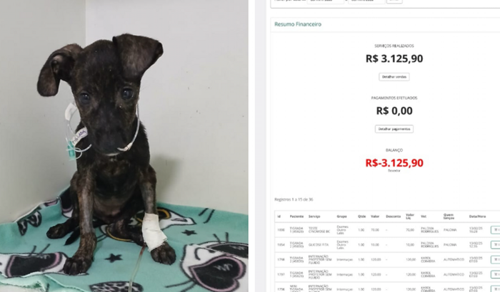 DESPESAS INTERNAÇÃO FILHOTES 