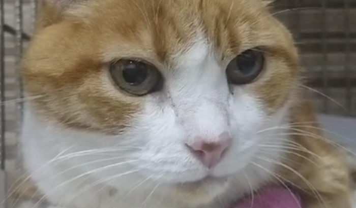 Jack Contra o Câncer!