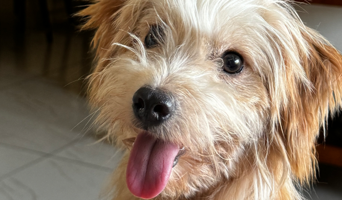 Ajudem com a internação de Dolinha!