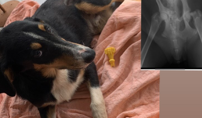 Ajude o campeiro a fazer a cirurgia