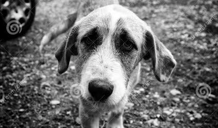 Juntos Pelos Animais" ajuda para alimentar animais em situação de abandono