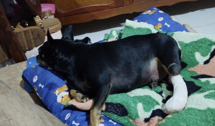 Atropelamento do Theo