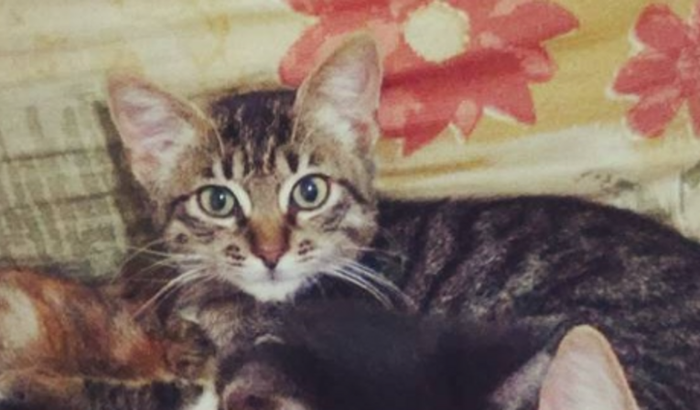 AJUDA CIRURGIA DA MINHA GATA (PEQUETOZINHO)