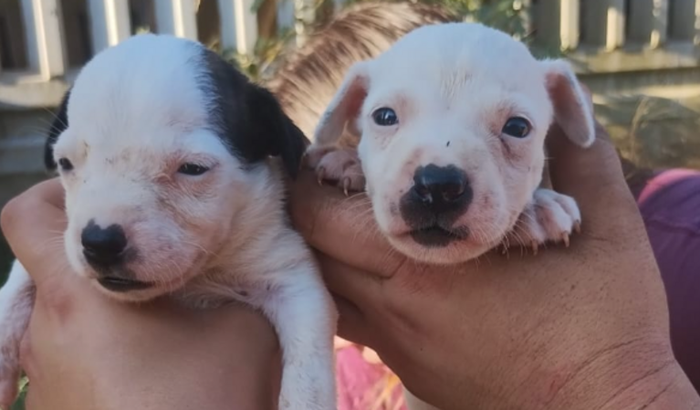 Despesas dos resgatados em lar temporário