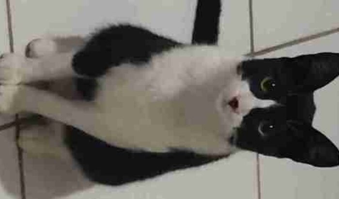 AJUDE NO TRATAMENTO DE PANDA