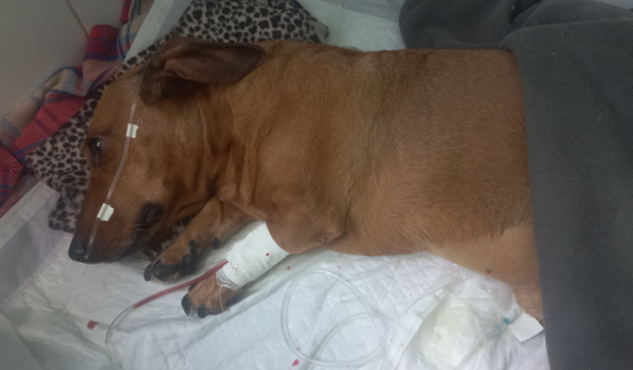 AJUDE O KIKE A LUTAR CONTRA A LEPTOSPIROSE