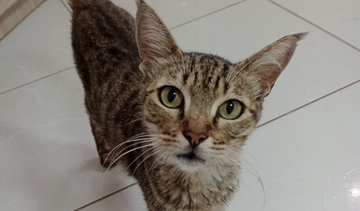 Veterinário para um gato (Chris) 