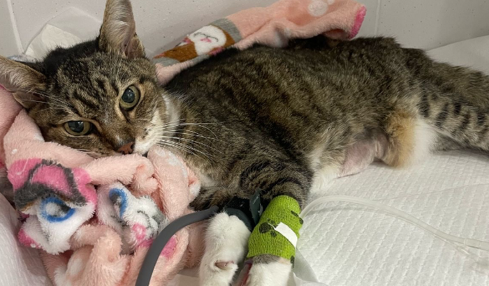 Ajude com hospital da Lindinha