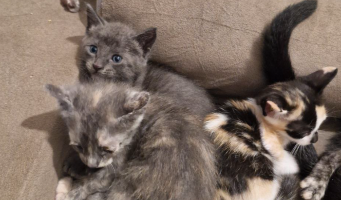 Ajude a castrar a gatinha Cleópatra