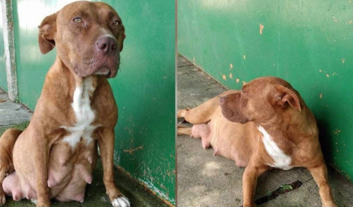 ajude a pitbull abandonada prenha 