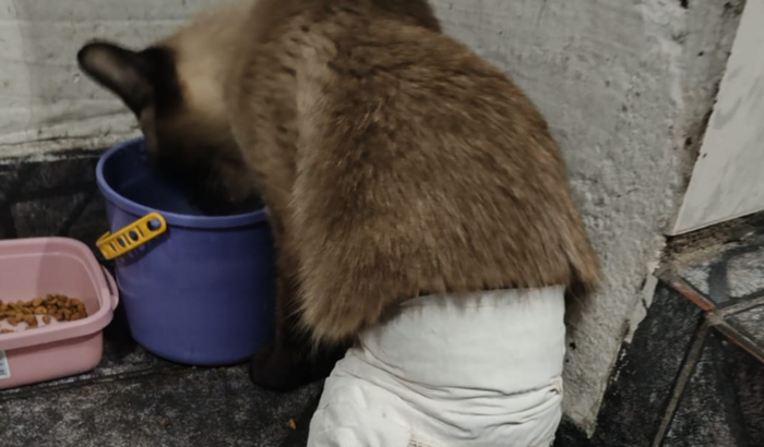 Ajudar o menino a consertar a pata de trás