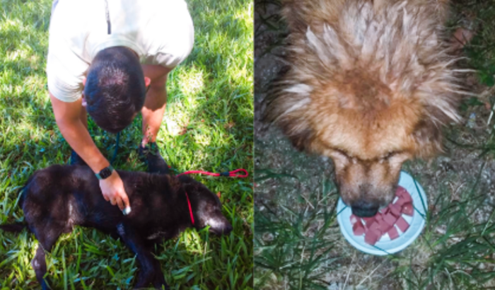 Ajude o Black & Caramelo