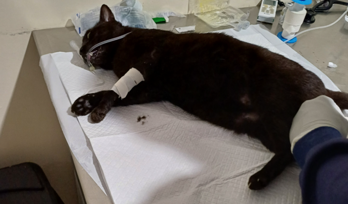 Ajudar a pagar a consulta de desobstrução do meu gatinho