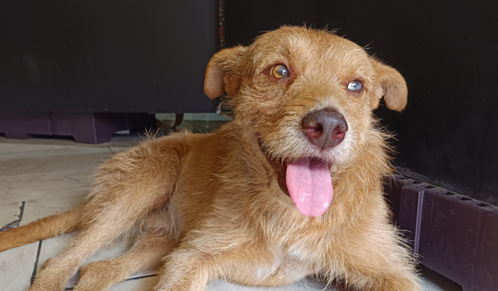 Ajudar as despesas do Tcharas