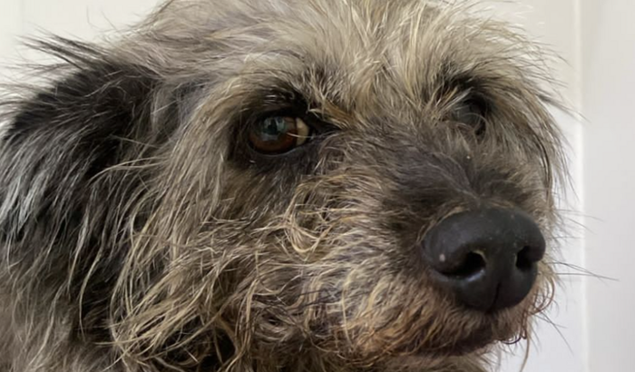 TRATAMEMTO CACHORRINHO PITUSCO DE SEPSE POI HERNIORRAFIA