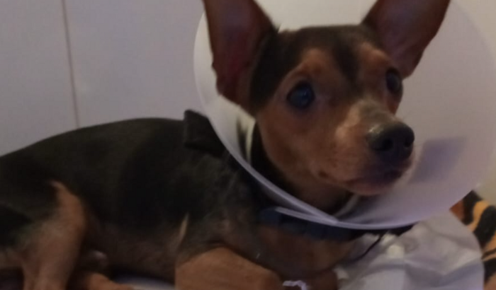 AJUDA PARA O PEQUENO MAXIMO