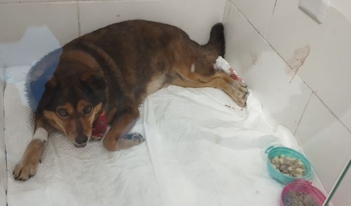 Ajuda no tratamento da magrela