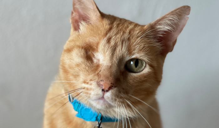 Ajude o Mel a vencer mais uma vez o câncer