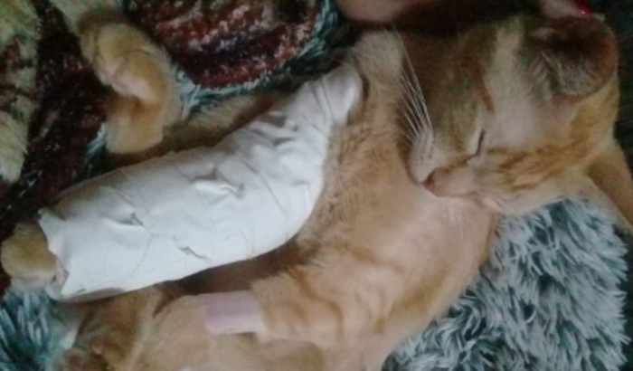 Ajude a Simba fazer a cirurgia da pata quebrada.