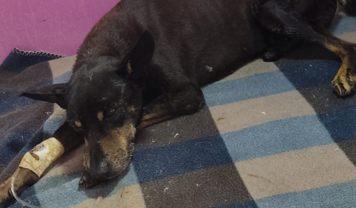 Ajudar o dog Toquinho