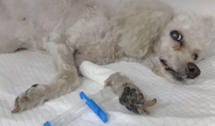 Me ajude salvar a mical