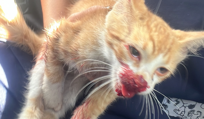 Ajude o pequeno Baby a vencer essa batalha!