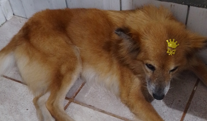 Tratamento para ajudar a Mel