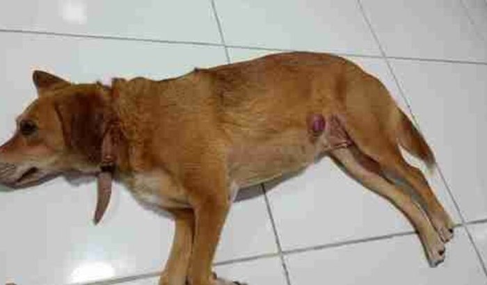 Cirurgia para retirar um nódulo na minha cachorra chamada Biju